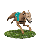 聖發娛樂城白金賽狗 聖發娛樂城白金賽狗